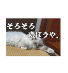 猫、酒、カロリー。（個別スタンプ：10）