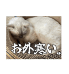 猫、酒、カロリー。（個別スタンプ：11）