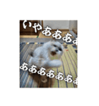 猫、酒、カロリー。（個別スタンプ：12）