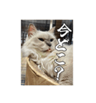 猫、酒、カロリー。（個別スタンプ：13）