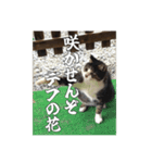 猫、酒、カロリー。（個別スタンプ：14）