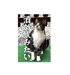 猫、酒、カロリー。（個別スタンプ：15）