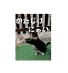 猫、酒、カロリー。（個別スタンプ：16）