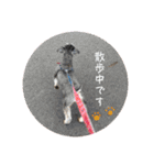 シュナウザー⭐︎くーちゃんの日常（個別スタンプ：2）