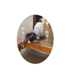 シュナウザー⭐︎くーちゃんの日常（個別スタンプ：3）