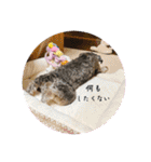 シュナウザー⭐︎くーちゃんの日常（個別スタンプ：5）