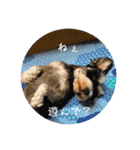 シュナウザー⭐︎くーちゃんの日常（個別スタンプ：6）