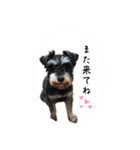 シュナウザー⭐︎くーちゃんの日常（個別スタンプ：7）
