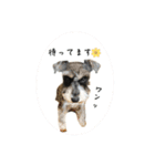 シュナウザー⭐︎くーちゃんの日常（個別スタンプ：9）