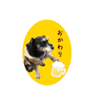 シュナウザー⭐︎くーちゃんの日常（個別スタンプ：17）
