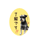 シュナウザー⭐︎くーちゃんの日常（個別スタンプ：19）