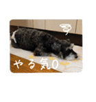 シュナウザー⭐︎くーちゃんの日常（個別スタンプ：25）