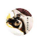 シュナウザー⭐︎くーちゃんの日常（個別スタンプ：28）