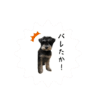 シュナウザー⭐︎くーちゃんの日常（個別スタンプ：32）