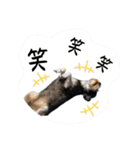 シュナウザー⭐︎くーちゃんの日常（個別スタンプ：33）