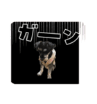 シュナウザー⭐︎くーちゃんの日常（個別スタンプ：35）