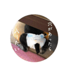 シュナウザー⭐︎くーちゃんの日常（個別スタンプ：36）