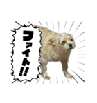 わんちゃち3（個別スタンプ：3）