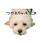 わんちゃち3（個別スタンプ：11）