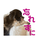 アメリカンコッカースパニエル⑥（個別スタンプ：4）