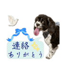 アメリカンコッカースパニエル⑥（個別スタンプ：9）