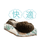 アメリカンコッカースパニエル⑥（個別スタンプ：12）