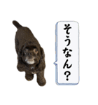 アメリカンコッカースパニエル⑥（個別スタンプ：23）