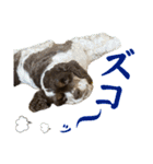 アメリカンコッカースパニエル⑥（個別スタンプ：33）