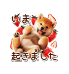 柴犬の待ち合わせ＆日常会話（個別スタンプ：1）