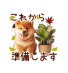 柴犬の待ち合わせ＆日常会話（個別スタンプ：2）