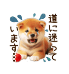 柴犬の待ち合わせ＆日常会話（個別スタンプ：13）