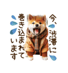 柴犬の待ち合わせ＆日常会話（個別スタンプ：16）