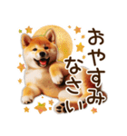 柴犬の待ち合わせ＆日常会話（個別スタンプ：33）