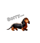 ふわふわフェルト〜ダックスフンド日時会話（個別スタンプ：16）