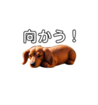 ふわふわフェルト〜ダックスフンド日時会話（個別スタンプ：17）
