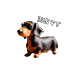 ふわふわフェルト〜ダックスフンド日時会話（個別スタンプ：37）