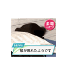 我が家の動く猫スタンプ（個別スタンプ：4）