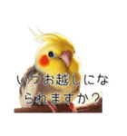 敬語のオカメインコ 切り抜きver（個別スタンプ：3）