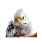 敬語のオカメインコ 切り抜きver（個別スタンプ：5）