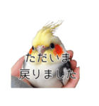 敬語のオカメインコ 切り抜きver（個別スタンプ：6）