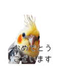 敬語のオカメインコ 切り抜きver（個別スタンプ：7）