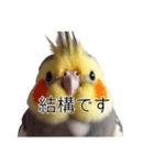 敬語のオカメインコ 切り抜きver（個別スタンプ：8）