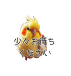 敬語のオカメインコ 切り抜きver（個別スタンプ：9）