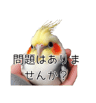 敬語のオカメインコ 切り抜きver（個別スタンプ：11）