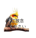 敬語のオカメインコ 切り抜きver（個別スタンプ：14）