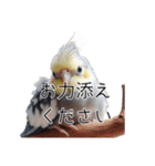 敬語のオカメインコ 切り抜きver（個別スタンプ：19）