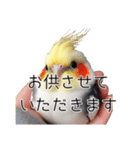 敬語のオカメインコ 切り抜きver（個別スタンプ：20）