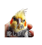 敬語のオカメインコ 切り抜きver（個別スタンプ：21）