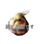 敬語のオカメインコ 切り抜きver（個別スタンプ：22）