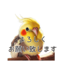 敬語のオカメインコ 切り抜きver（個別スタンプ：26）